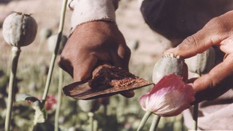 سنای افغانستان: مسئولان هلمند در قاچاق مواد مخدر دست دارند