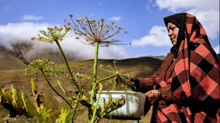 Iran: Nomadski život u regionu Zard Goleh