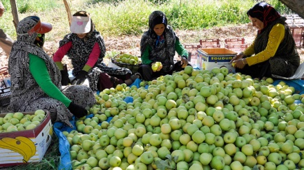 Berba jabuke sa baštama Horasana