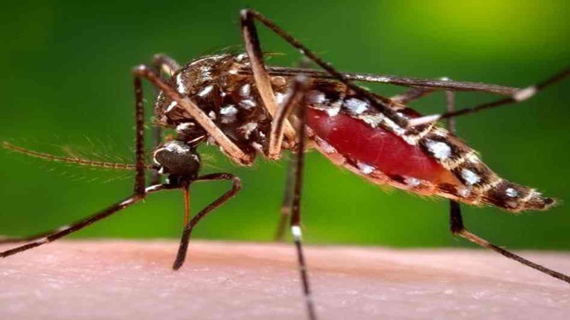 Makumi ya watu waaga dunia kwa malaria Zimbabwe