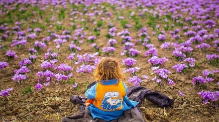 Pustinjsko crveno zlato