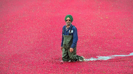 Berba brusnica u Kanadi