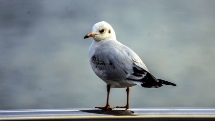 Ptice selice, gošće jezera 