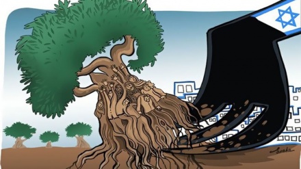 Iskorjenjivanje 800 hiljada stabala maslina u Palestini