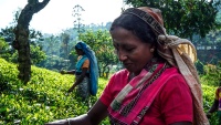 Branje čaja na Šrilanki