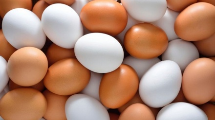 दाइश की निरंतर परायज ने, तकफ़ीरी आतंकवादियों को अंडे बेचने पर मजबूर कर दिया