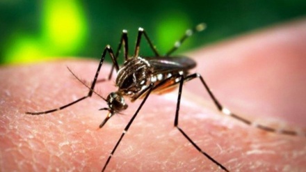 日本で、ジカ熱感染を確認