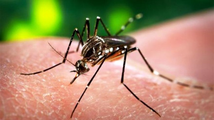 Bolivia detects first cases of Zika-induced microcephaly