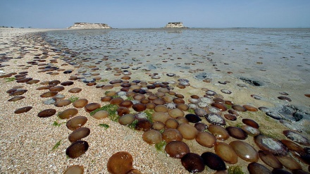 Qeshm Island: The home of the world's largest and tiniest mammals 