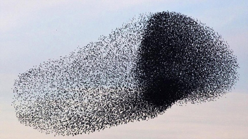 गर्म इलाक़ों की ओर पक्षियों की उड़ान