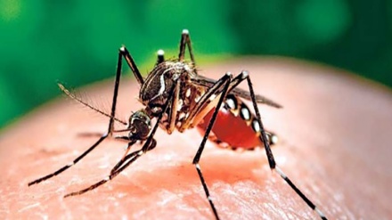 Ecuador y Perú firman plan conjunto contra el zika  