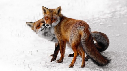 17 ushtarë sionistë ikin nga frika e një dhelpre