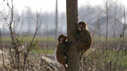 Wani Biri ya yi sanadiyar daukewar wutar Lantarki a kasar Kenya 