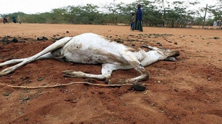 FAO yachukua hatua kuzuia makali ya kiangazi Somalia