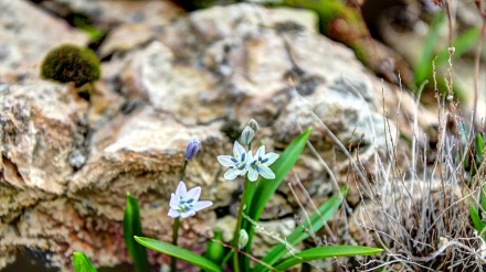 Новруз в Турции
