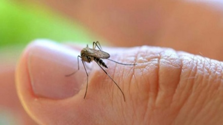 México reporta 121 casos de zika   