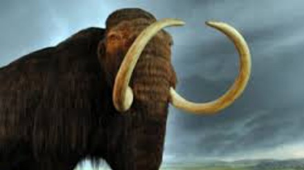 Francia: all'asta scheletro di mammut