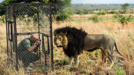 Život s lavovima
