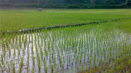 Masalədə 1minə kərə de texnika vositə bırz kaştey bıə