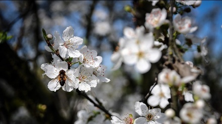 বসন্তকালের শুরুতেই ইরানে ফুটেছে বাসন্তী ফুল