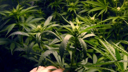 Uruguai: Farmácias venderão maconha para uso recreativo