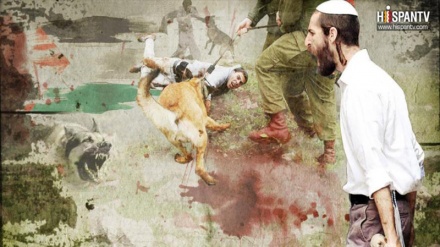 Palestina; Como parar os cães de guerra?  
