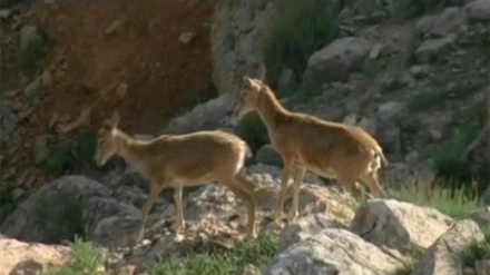 Divlji svijet sjevernog horasana (1.dio)