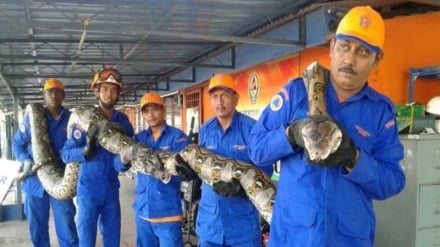 VIDEO: Malesia, trovato il serpente più lungo del mondo