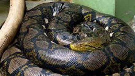 Malaysia: trovato il re dei serpenti