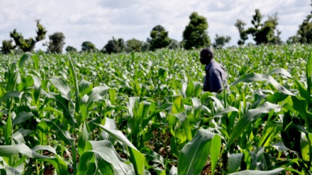Za A Rage Shigo Da Abinci Domin Inganta Noma A Najeriya