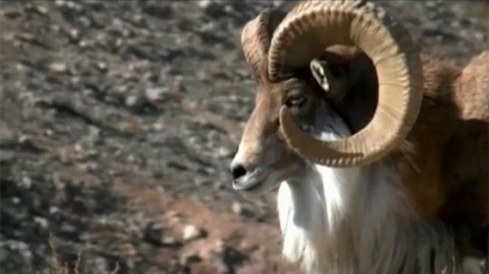 Divlji svijet sjevernog horasana 