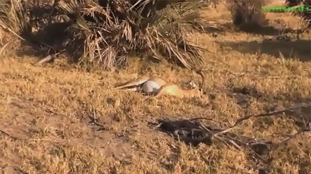 Nyani walivyomuokoa swala na kifo