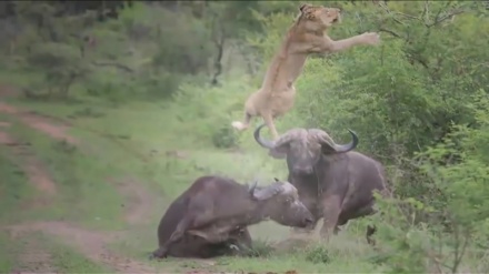 Je simba kweli ni mfalme wa mwituni?