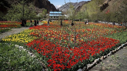 イランを旅するコーナー（６）；北部チャールース山道・ギャチサルのチューリップ庭園