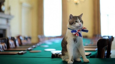 Topi a Quai d'Orsay, adottati due gatti