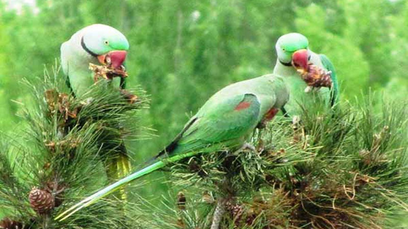 テヘランの緑色の鳥
