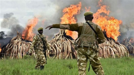 Kenya sets fire to largest ever ivory stockpile to protest poaching 