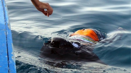 Cinco mortos após naufrágio de barco ao largo da Líbia