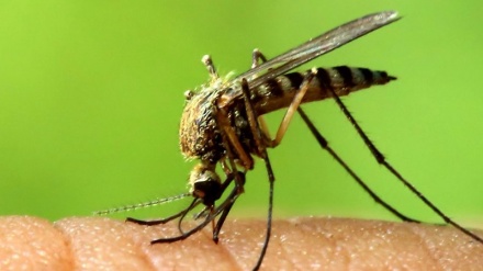Zika: virus arriva in Africa
