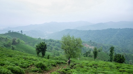 پاکستان بزرگترین وارد کننده چای جهان