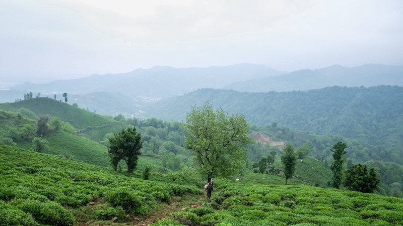 پاکستان بزرگترین وارد کننده چای جهان
