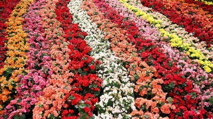 第１３回テヘラン花と緑の国際博覧会が開催中