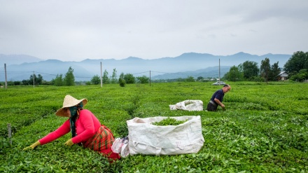 イラン北部ギーラーン州で、茶摘シーズン到来