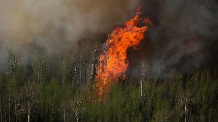 Gelombang Panas Bakar Hutan Kanada