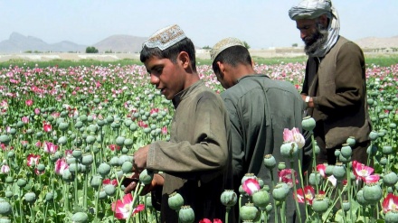 تریاک در افغانستان گران شده است