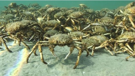 Horda de caranguejos gigantes cobre o fundo do mar na Austrália