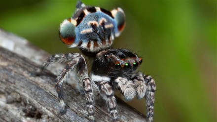 新種ピーコックスパイダーが、オーストラリアで発見