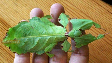 葉っぱ？それとも昆虫？