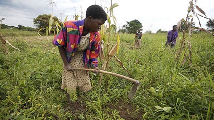 FAO: Chakula na kilimo viende sanjari na mabadiliko ya tabia nchi