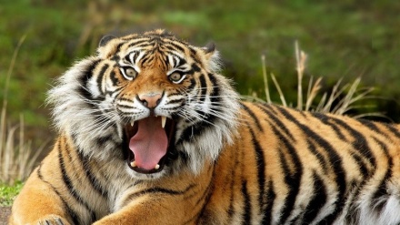 Svizzera: donna uccisa da una tigre allo zoo di Zurigo